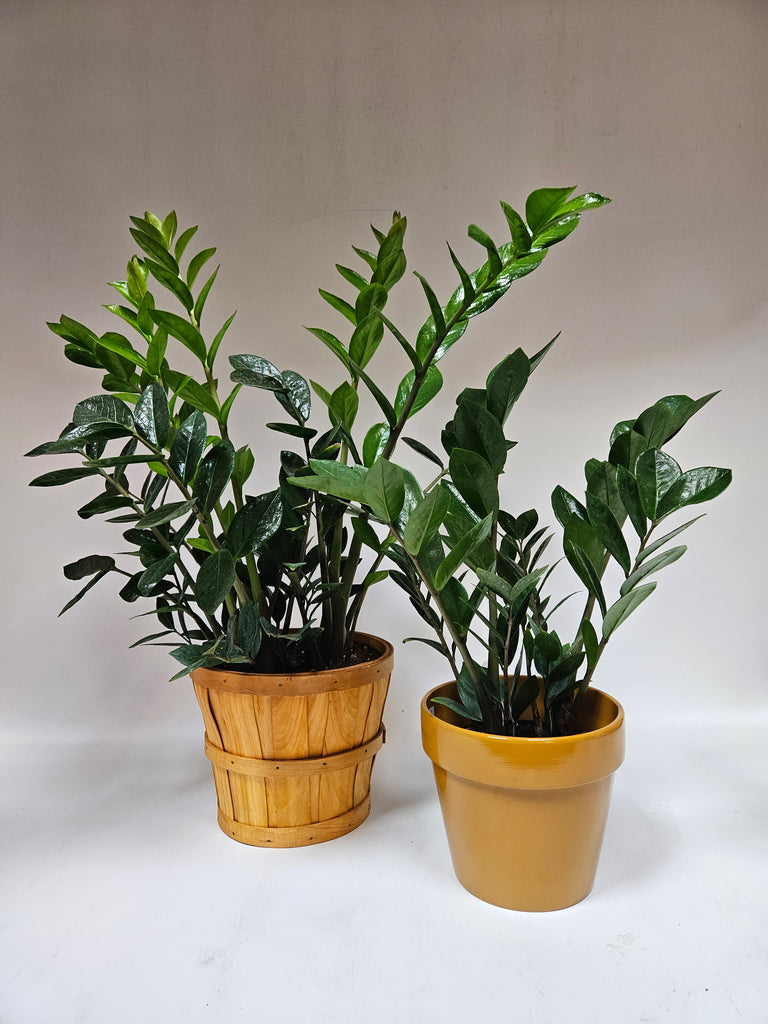 indoor white plant pots Knox Cylinder Planter with Wood Base