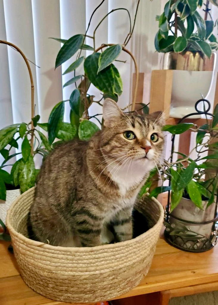 Pet-Safe Plants | PLANT CARE | Bills House of Flowers Saskatoon