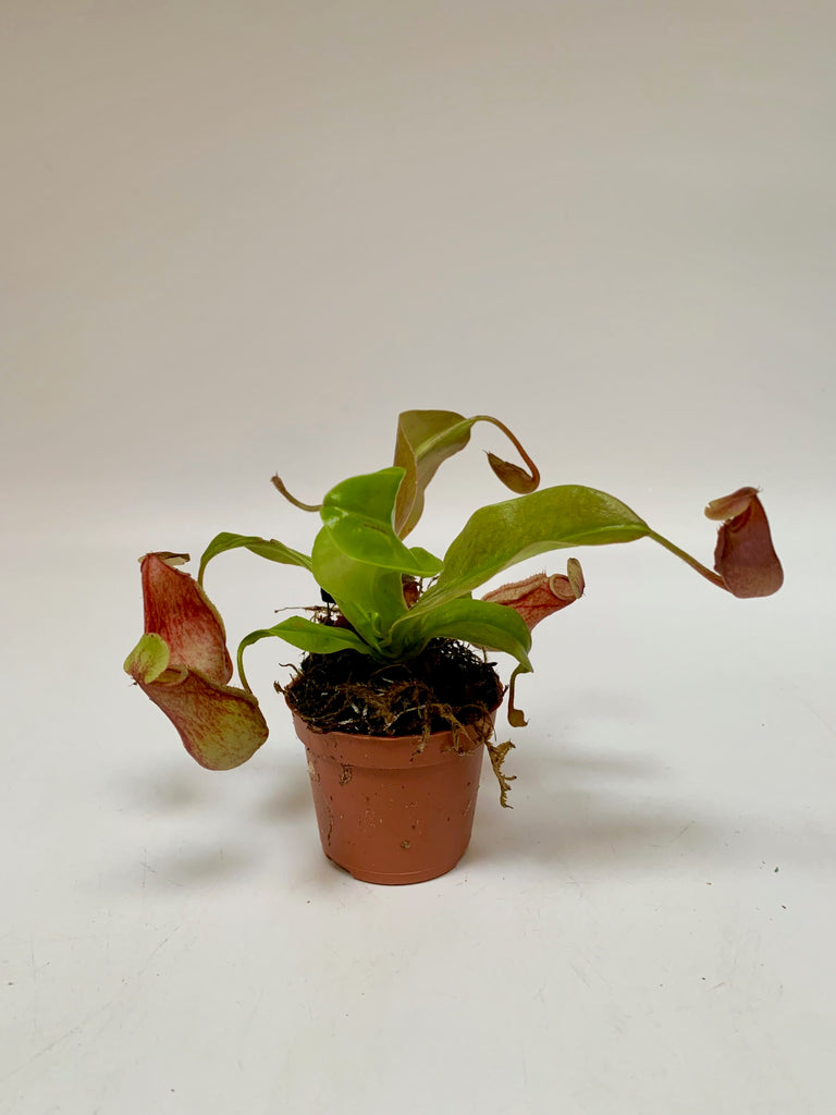 Carnivorous Plants | Plant Care | Bill's House of Flowers Saskatoon  Bills  House of Flowers