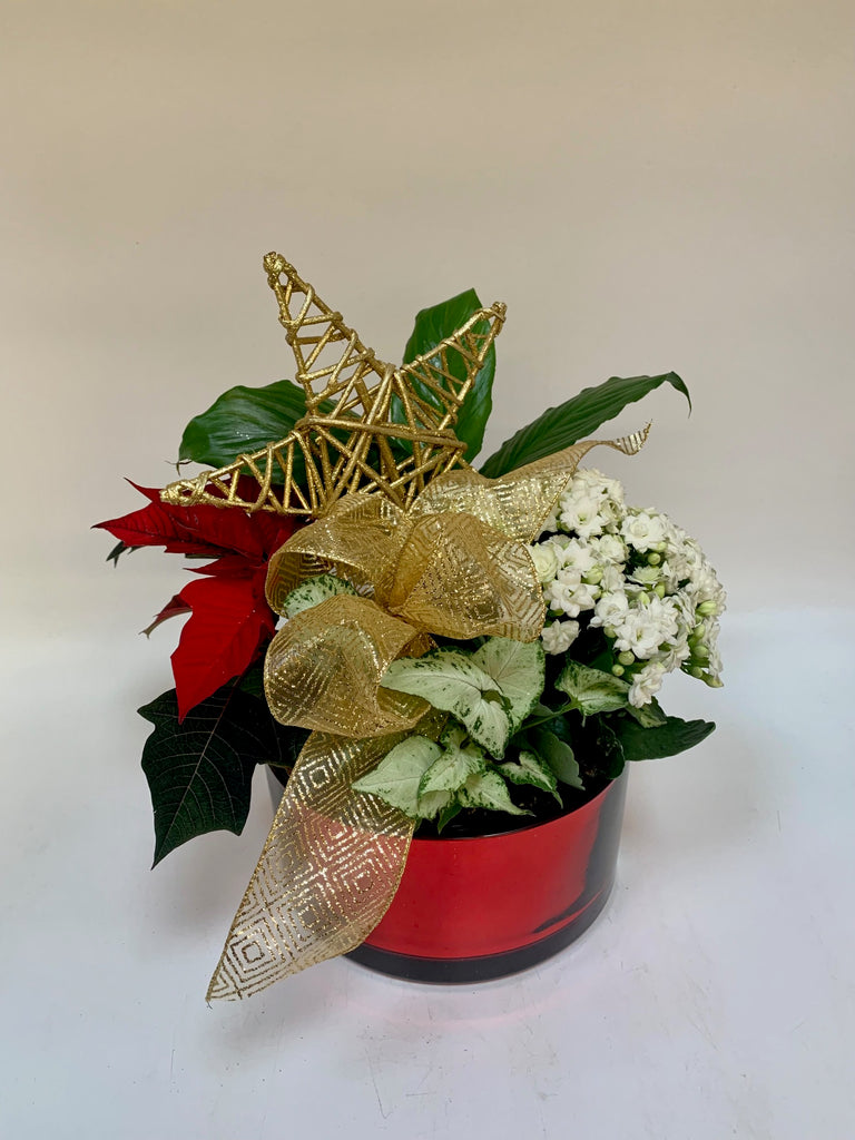 Star of Wonder Plants Bills House of Flowers Saskatoon