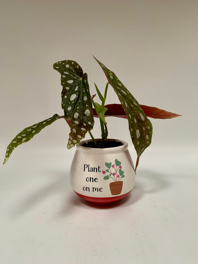 Cheeky Chatter - Begonia Maculata - Plants Saskatoon