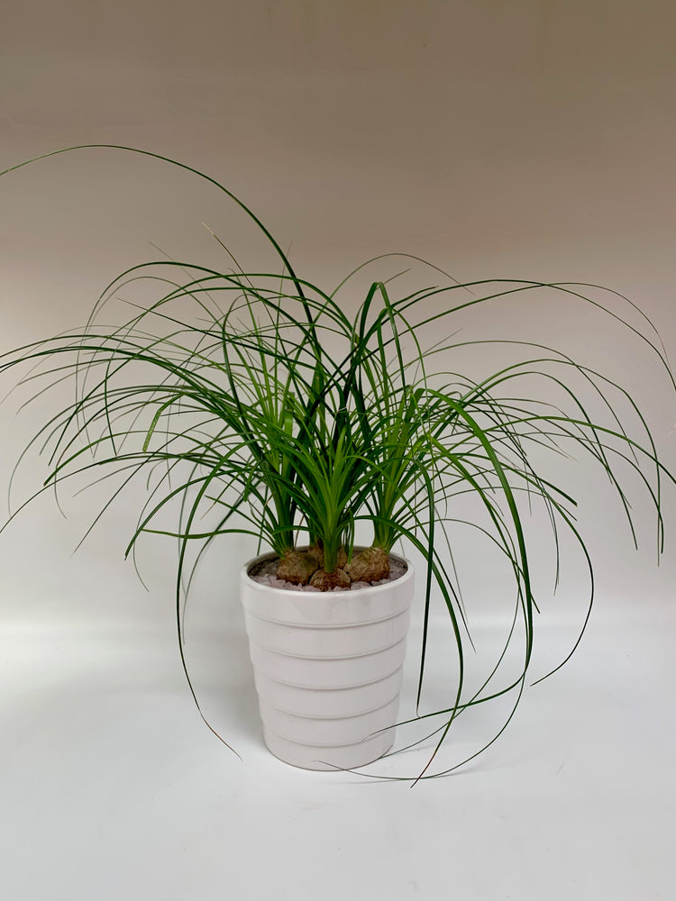 6" Ponytail Palm - Plants Saskatoon