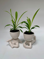 2" Chlorophytum Combo - Plants Saskatoon