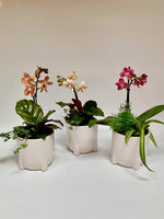 4" mixed planter with orchid - Plants Saskatoon
