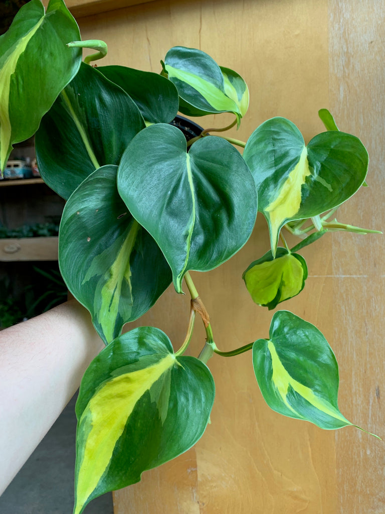 Philodendron Brasil PLANT CARE Bills House of Flowers Saskatoon
