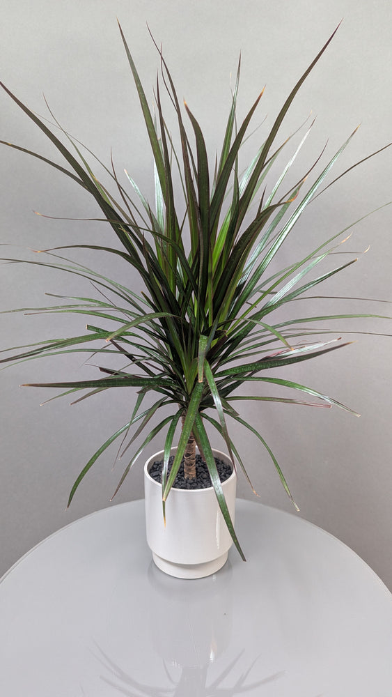 Daring Dracaena