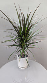 Daring Dracaena