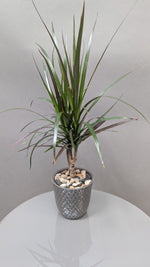 Daring Dracaena