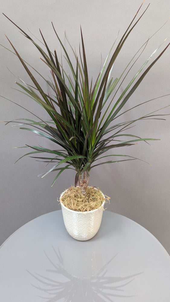 Daring Dracaena
