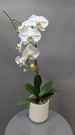 Orchid Complexity