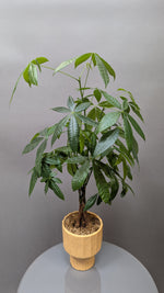 Lucky Money Tree