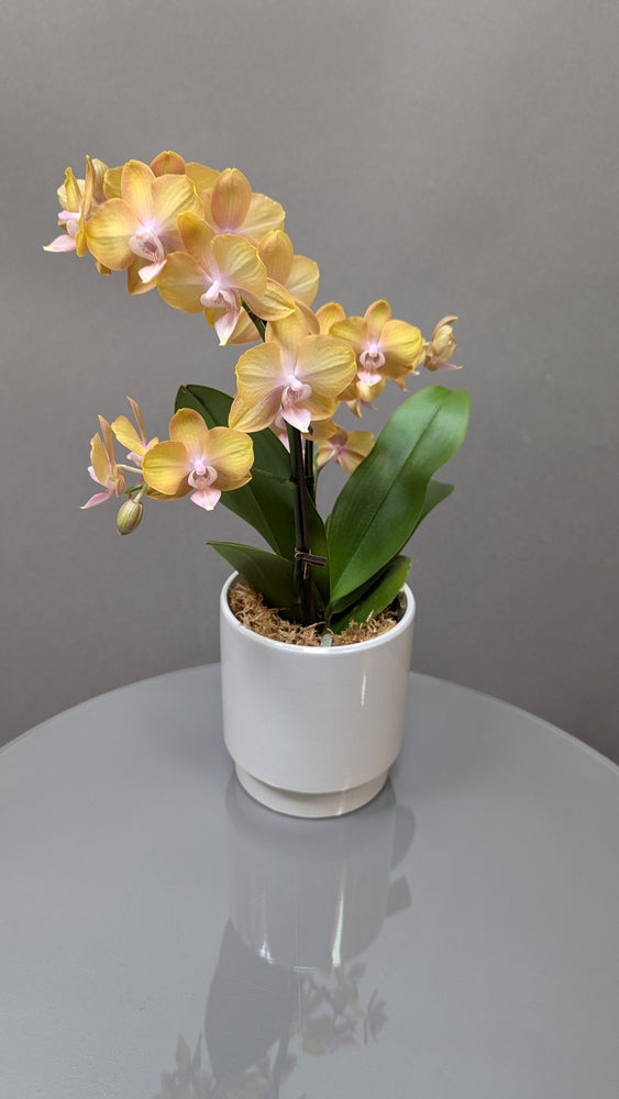 Orchid Glow