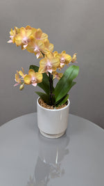 Orchid Glow