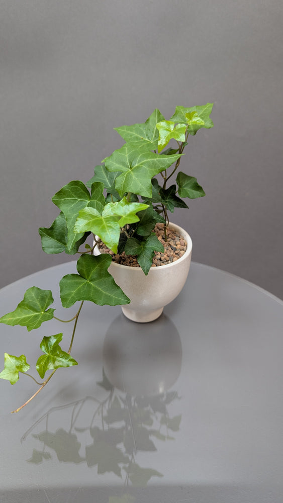 Morning English Ivy