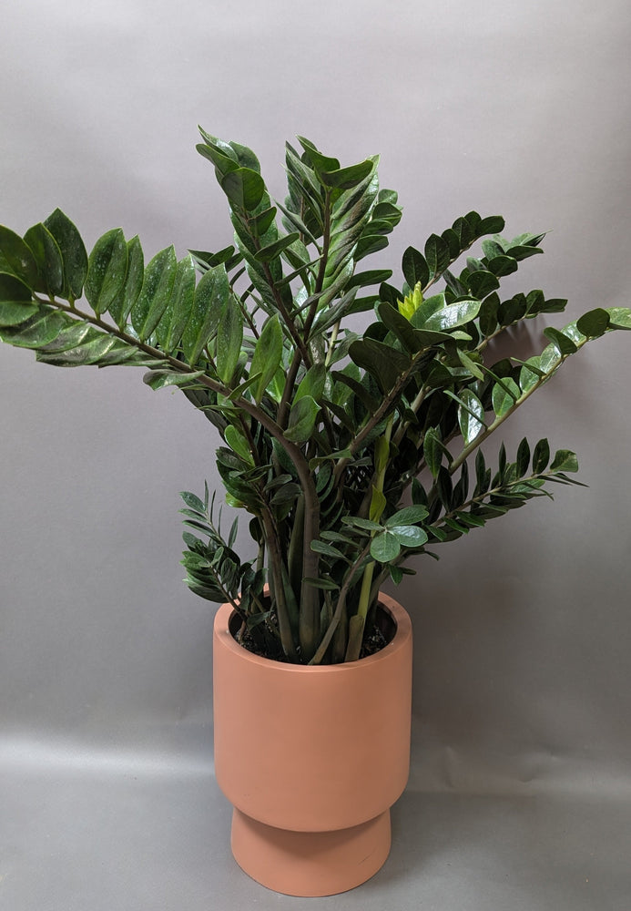 Big Zaddy Zamiifolia