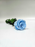 Powder Blue - Everlasting Rose