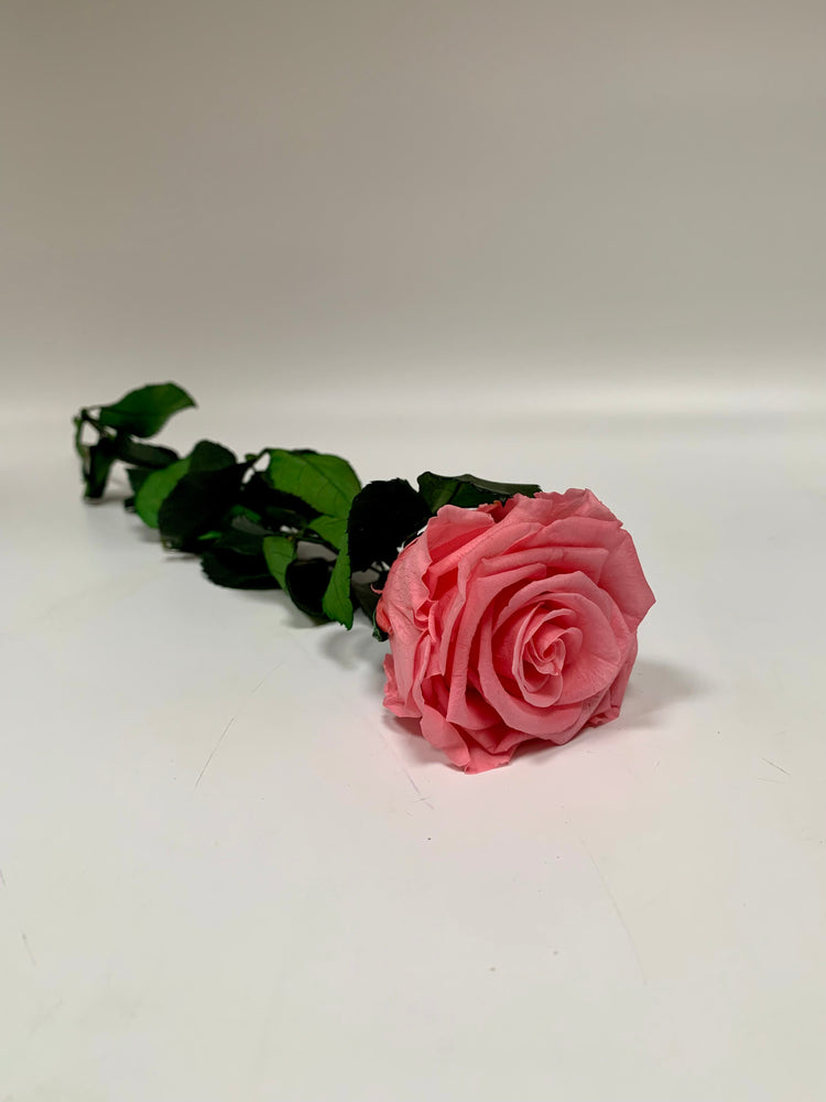 The Forever Rose