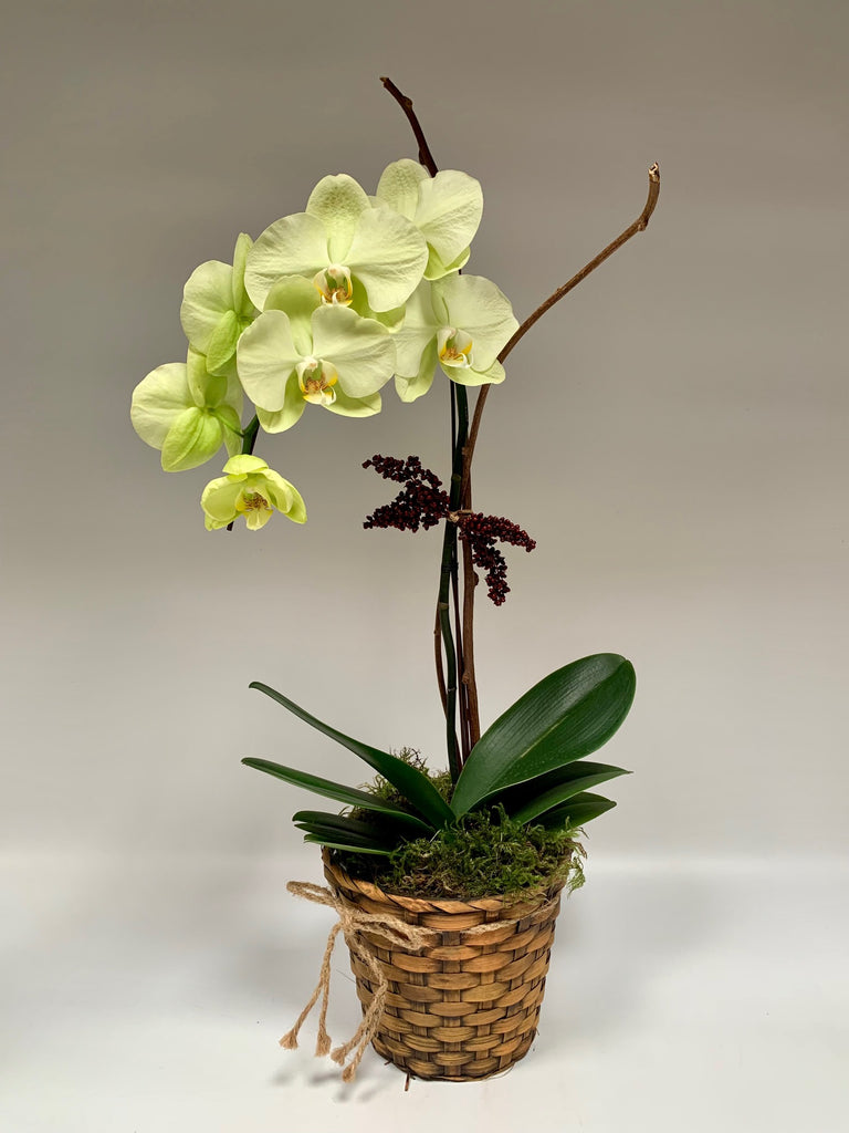 Matcha Latte Orchid Plants Bills House of Flowers Saskatoon