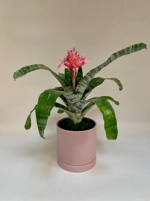 Spectacular Silver Vase Bromeliad