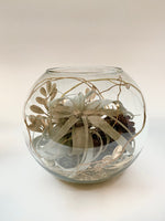 You're So Golden Tillandsia (Slightly Larger) - Plants Saskatoon