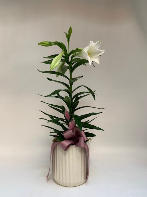6" Potted Easter Lily - Plants Saskatoon