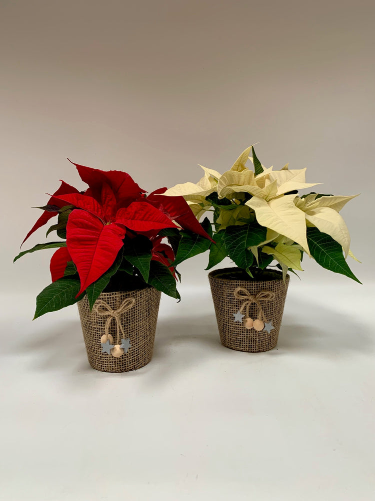 Poinsettia Dreams