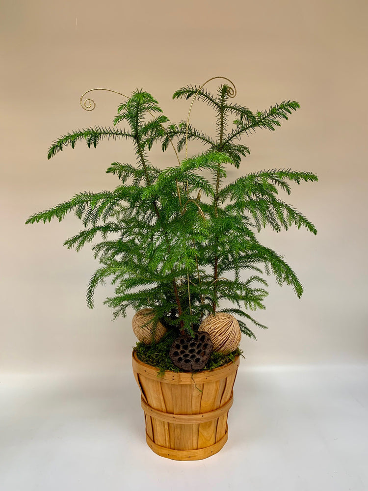 Noel Norfolk Pine