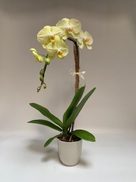 Lemon Chiffon Phalaenopsis Orchid