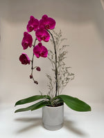 Bold & Beautiful Orchid