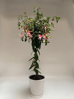 Frilly Fuchsia Topiary