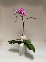 Orchid Love