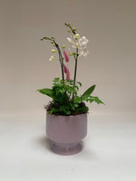 Orchid Garden