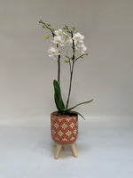 Whimsical Phalaenopsis Orchid