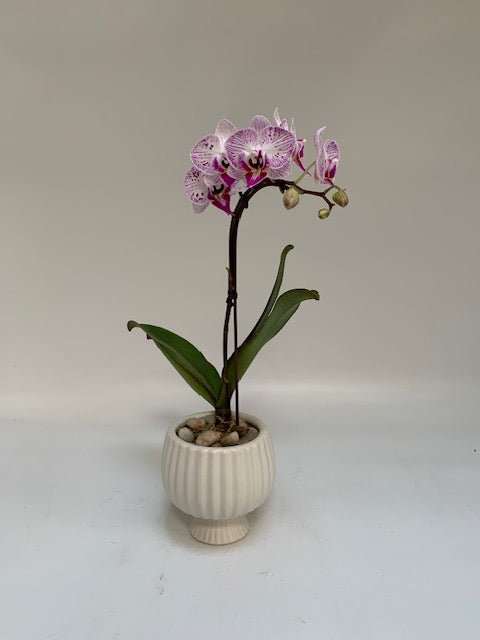 Certainly Speckled Orchid