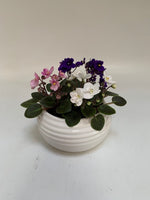 Adorable African Violet