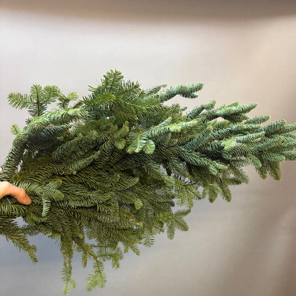 Fir - Fresh Evergreen Bunches Saskatoon