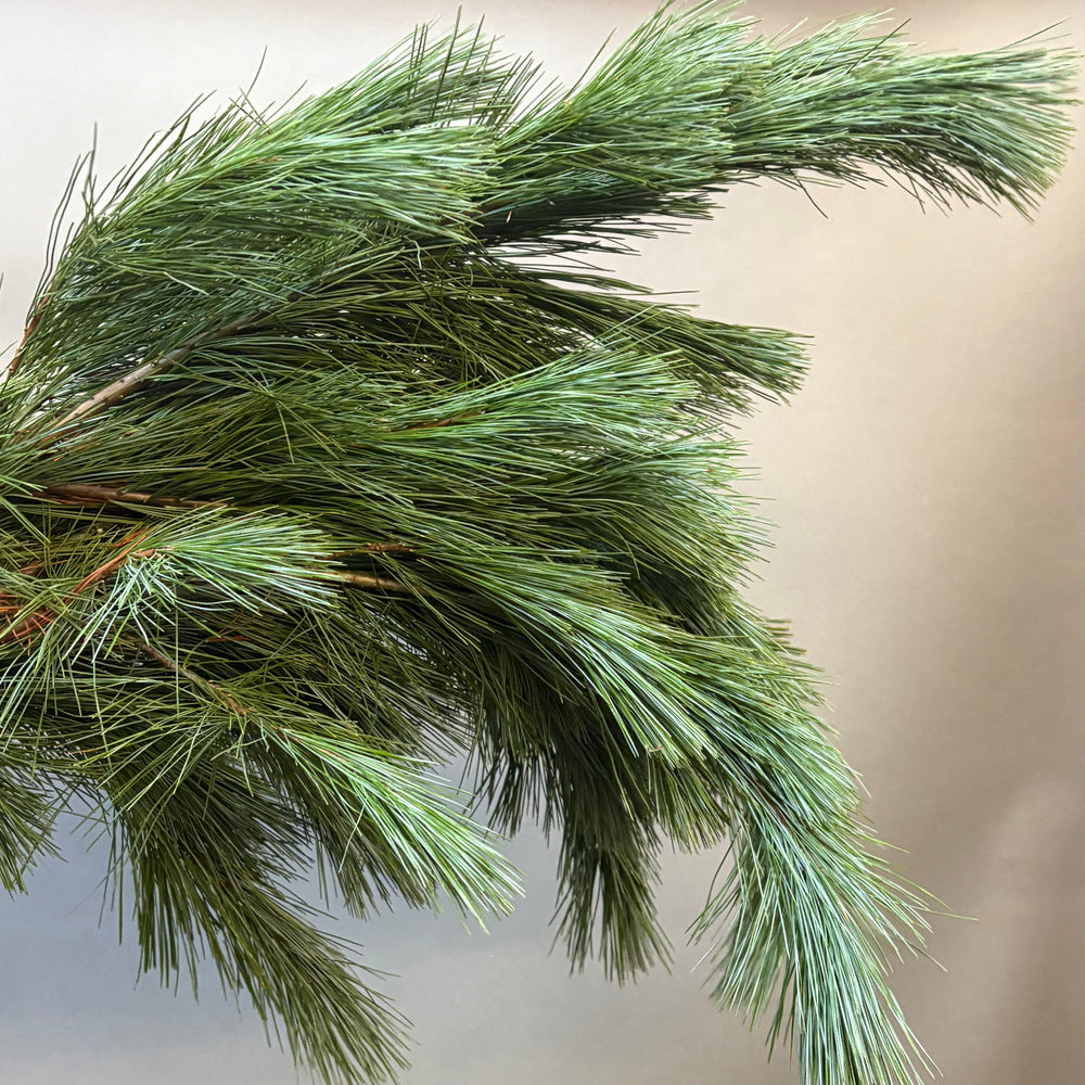 Fresh Evergreen Bunches