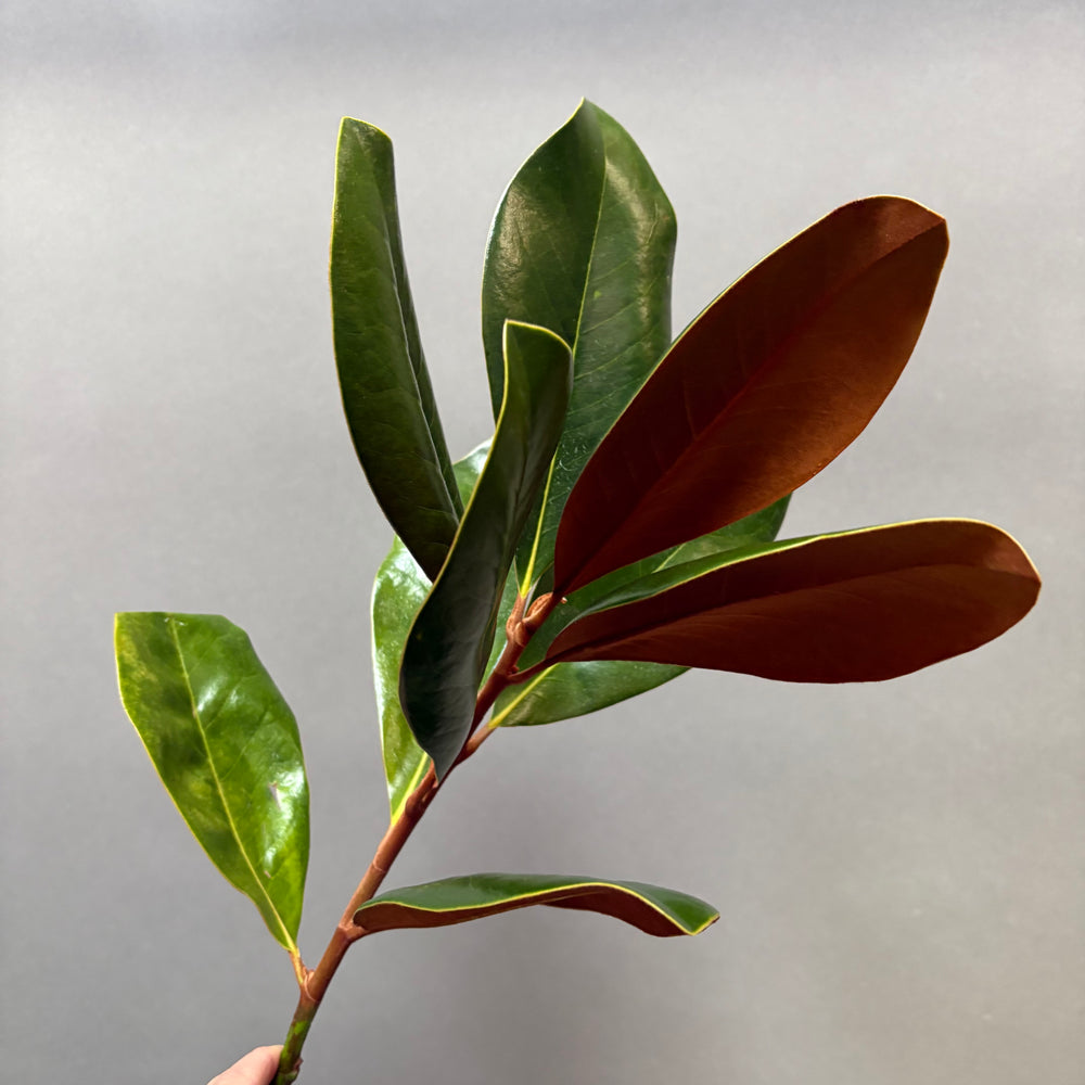 Add Magnolia Leaves (+$25)