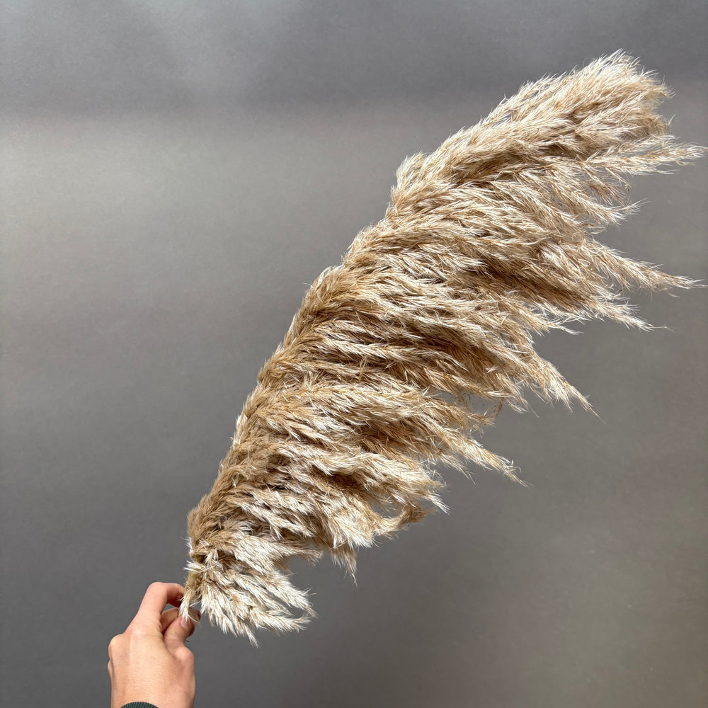 Add Pampas Grass (+$12)