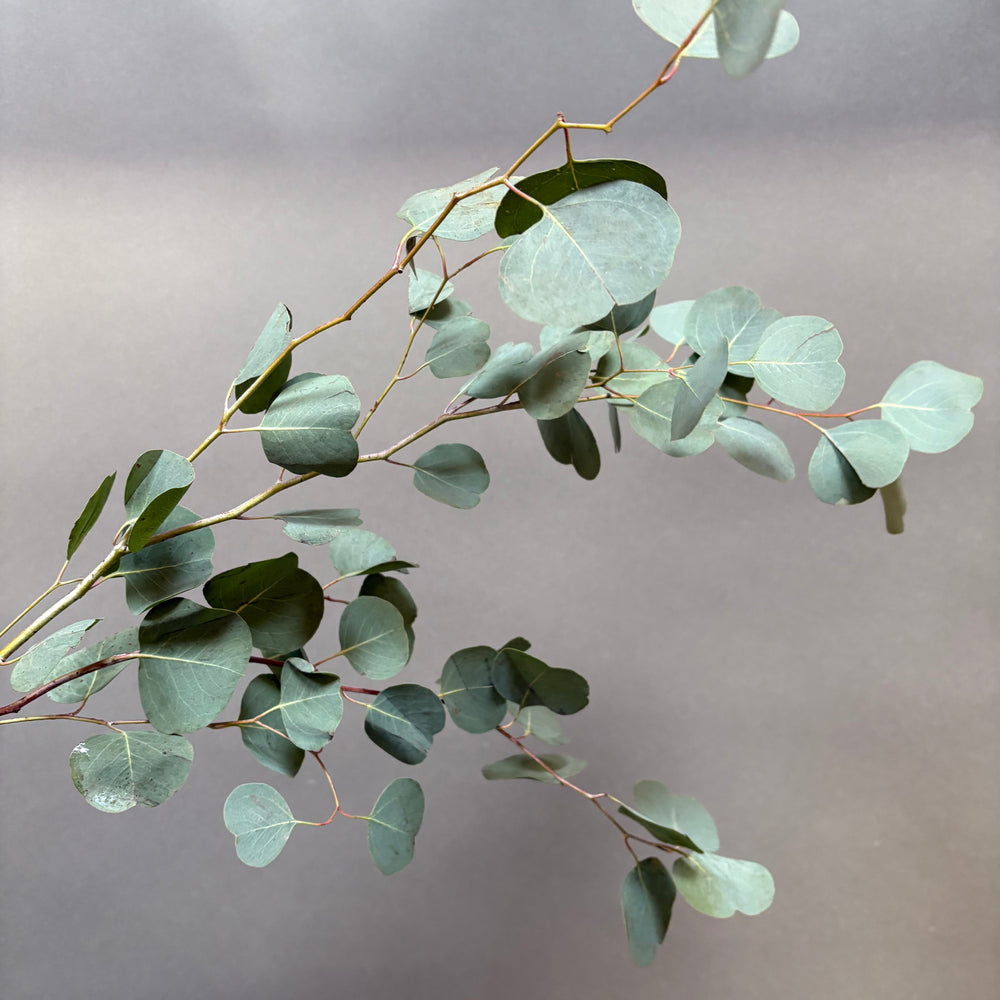 Add Eucalyptus Leaves ($25)