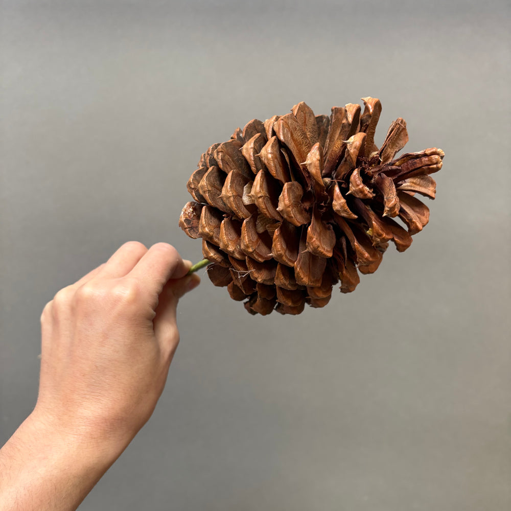 Add Jeffery Cone (+$10)