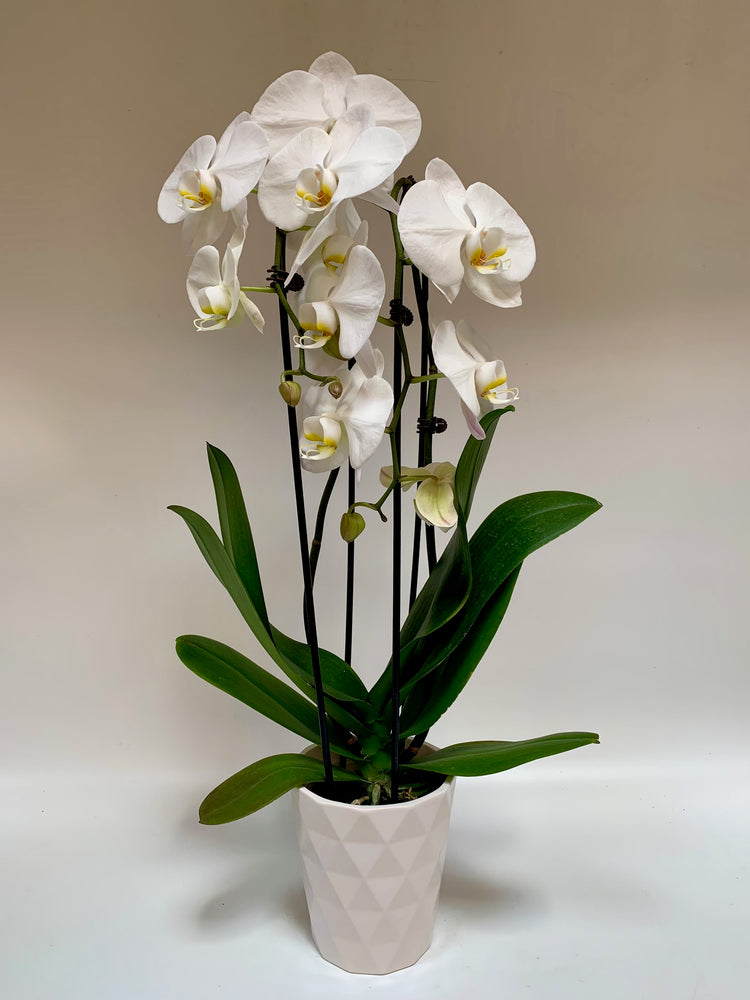 4" White Phalaenopsis Orchid - Plants Saskatoon