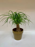 Euro-Potted 6" Ponytail Palm Tree - Plants Saskatoon
