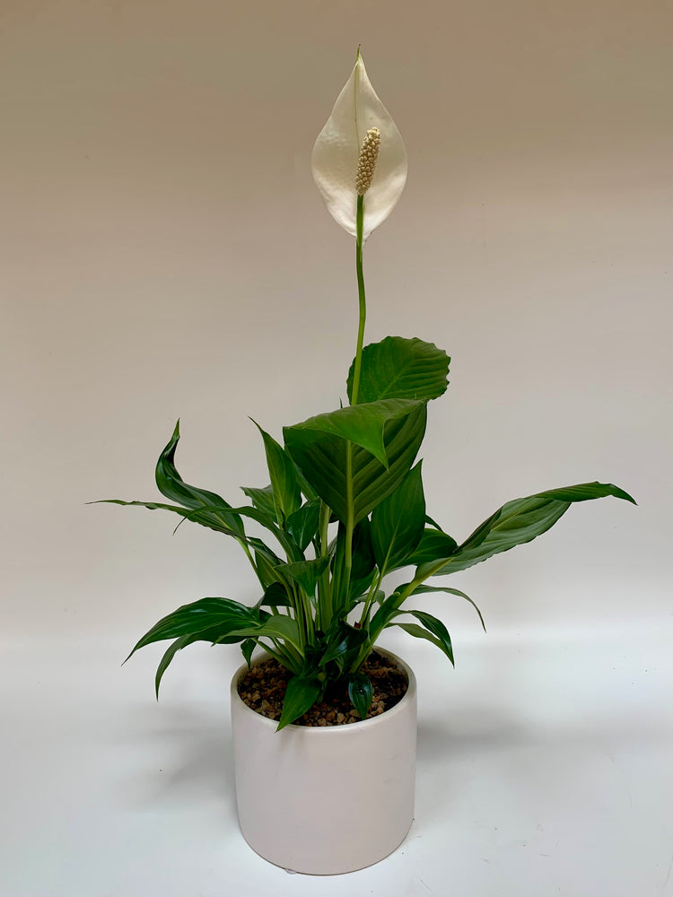 4" Peace Lily - Plants Saskatoon