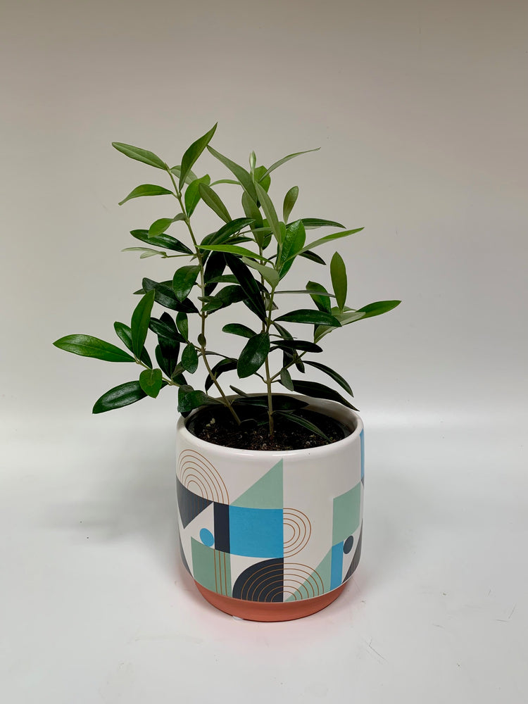 4" Olive Tree - Plants Saskatoon