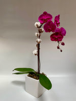 Purple Phalaenopsis Orchid - Plants Saskatoon