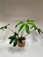 Green Wonder Philodendron