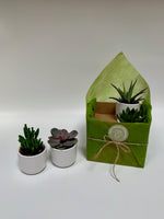 Succulents for Sunny Offices