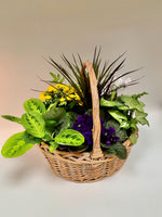 13" oblong mix planter basket - Plants Saskatoon