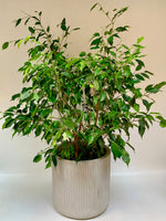 3 Gallon Ficus Benjamina - Plants Saskatoon